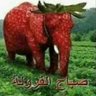 elefante morango🐘🍓's profile picture