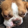 TheRealOliverBeans's profile picture