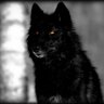 Lobo Negro profil fotoğrafı