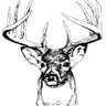 Buck profil fotoğrafı