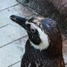 ペンギン座のぴょんしま's profile picture