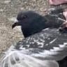 pigeon 的头像