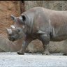 Randomly A Rhinoceros 的头像