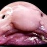 Фото профиля bunglefish