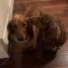 lola profil fotoğrafı