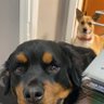 Ruger&BaileysFather's profile picture