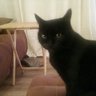 IpreferCats's profile picture