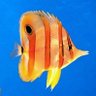 Фото профиля 🐠