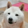 さちを profil fotoğrafı