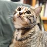 めぐみ読書垢 的头像
