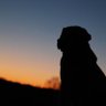 contemplative dog profil fotoğrafı