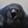 пані ворона's profile picture