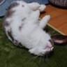 ゆきや#ちょこ🐰#モンスト profil fotoğrafı