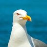 Lord Seagull 的头像