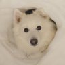 Profilbild von くーさんママ