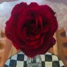 🌹Mr. Lincoln🌹's profile picture