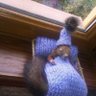 squirrl 的头像