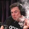 Фото профиля Elongated Muskrat