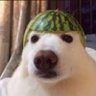 Profilbild von thiccboi