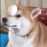 EggShiba 的头像