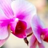 Orchidea75 profil fotoğrafı