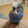 宙丸's profile picture