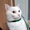Profilbild von ピーマンママ!ミーハピイチゴケーキ金太郎のママ!