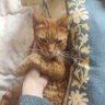 Profilbild von Ginger Mila