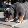 BIG DAWG ็ๅคดๅ