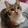 Фото профиля 愛猫さきそらにゃんこりちゅ💖