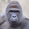 x - Financeback Gorilla 的头像