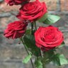 عطرالسحاب profil fotoğrafı