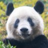 ふなゆき's profile picture