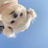 香菜土豆蛋炒饭's profile picture
