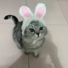 haze's profile picture