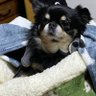 Max Chihuahua's profile picture