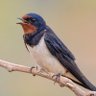 Seoska lasta(Hirundo rustica) 的头像