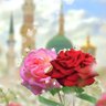 أمل الحياه profil fotoğrafı