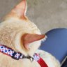 Jomkwanthecat's profile picture