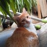 Shin-san profil fotoğrafı