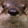 La loutre & la lampe profil fotoğrafı