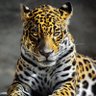 Фото профиля SIMON_PHOENIX