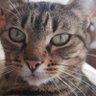 Rinu #SavePhysicalGaming's profile picture
