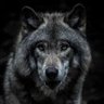 The Wolves 的头像