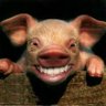 Profilbild von Makin Bacon Too