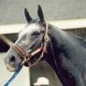 Profilbild von Silver Charm