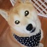 くろ水の兄貴〜 的头像