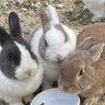 Фото профиля うさぎのしっぽ