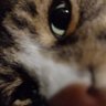 LoganUS's profile picture
