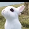 {Babybunny}Cottontail - COMMISSIONS OPEN!!! profil fotoğrafı